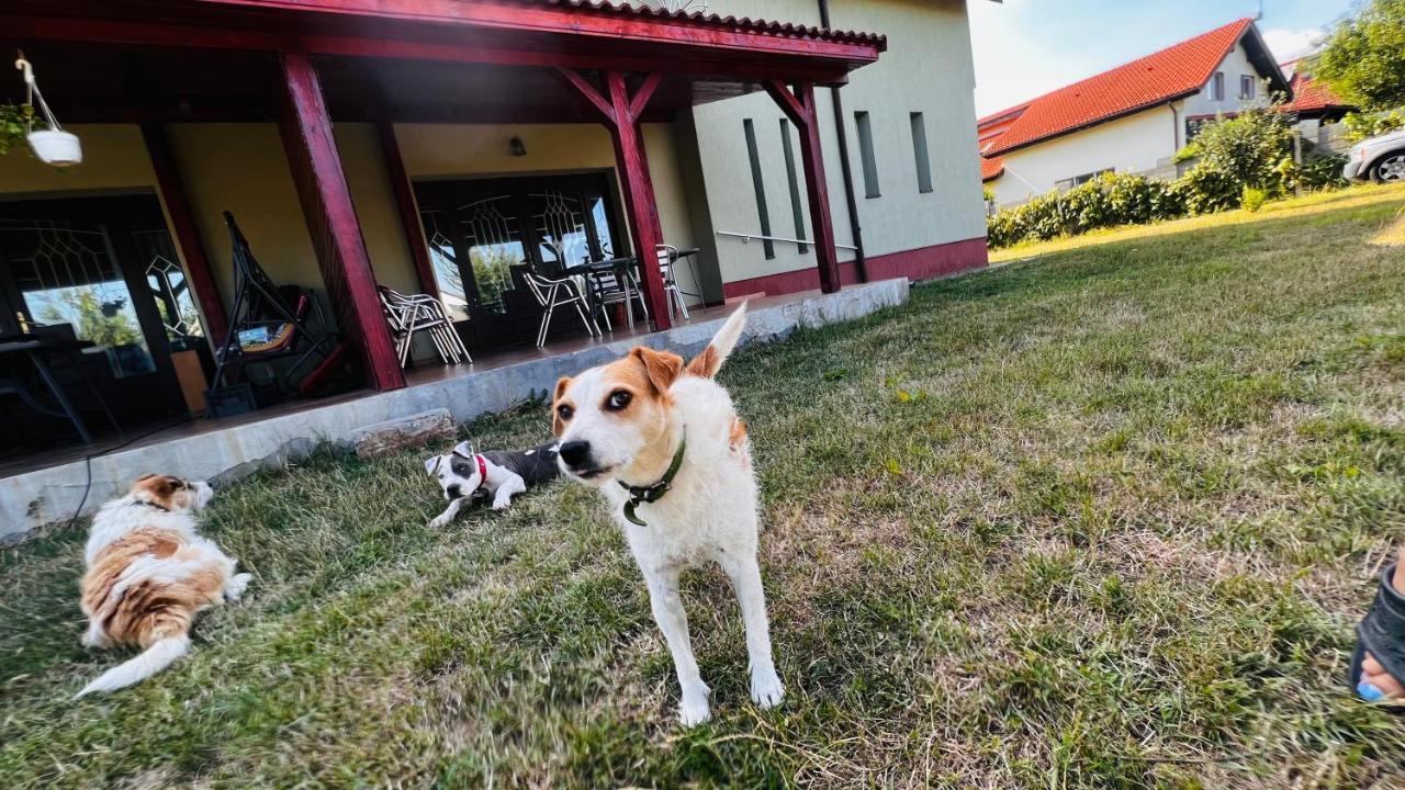 Villa Casa Vio à Timişoara Extérieur photo